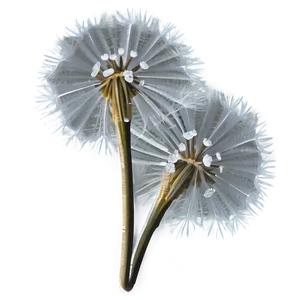 Dandelion Frost Morning PNG Sbl PNG