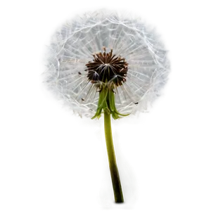 Dandelion Galaxy PNG 19