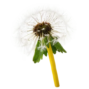 Dandelion Head Closeup PNG 05242024