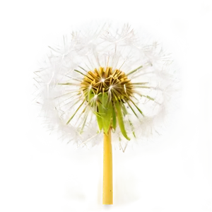 Dandelion Head Closeup PNG Fvf13