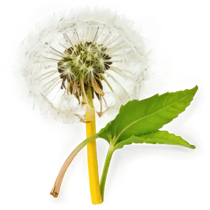 Dandelion Herbal Uses PNG 05242024