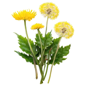 Dandelion Herbal Uses PNG 05242024