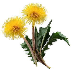 Dandelion Herbal Uses PNG 71 PNG