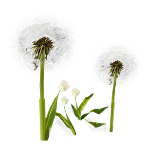 Dandelion Illustration PNG Uxn19 PNG