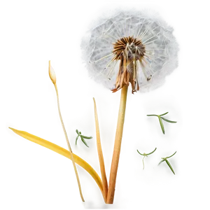 Dandelion In Autumn PNG 40 PNG