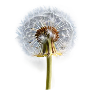 Dandelion In Blue Sky PNG Wug