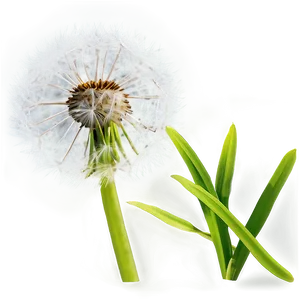 Dandelion In Grass PNG 10