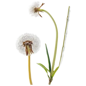 Dandelion In Meadow PNG 05242024