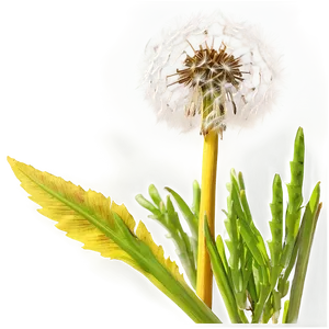 Dandelion In Meadow PNG Cmo78