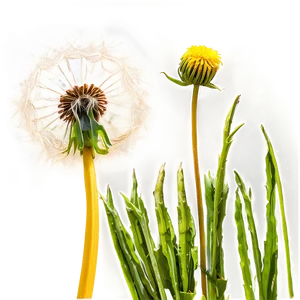 Dandelion In Meadow PNG Eca