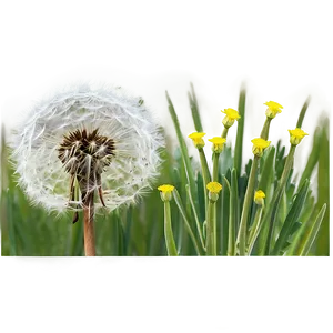 Dandelion In Meadow PNG Ouu68