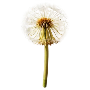 Dandelion In Meadow PNG Uew8 PNG