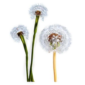 Dandelion In Snow PNG 37 PNG