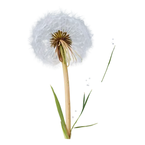 Dandelion In Snow PNG Tlb23 PNG