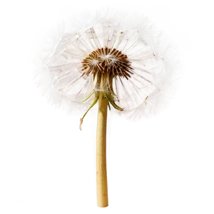 Dandelion In Sunlight PNG 49 PNG
