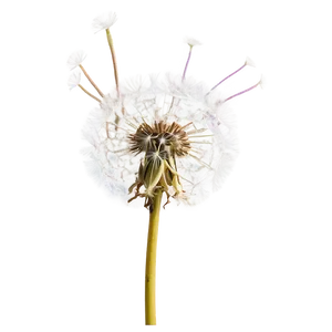 Dandelion In Sunlight PNG Boi79 PNG