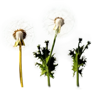 Dandelion In Sunlight PNG Qhd PNG