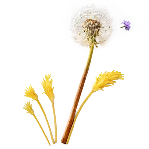 Dandelion In Sunset PNG 06292024 PNG
