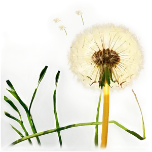 Dandelion In Sunshine PNG 7 PNG