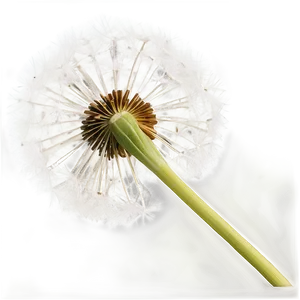 Dandelion In Vintage Tone PNG 05242024 PNG