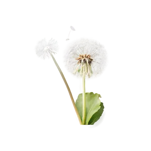 Dandelion In Vintage Tone PNG 99 PNG