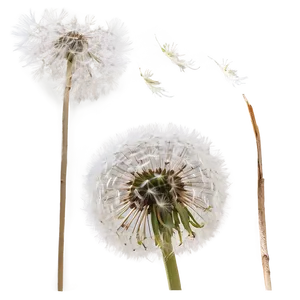 Dandelion In Wind PNG 06292024