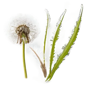 Dandelion In Wind PNG 62 PNG