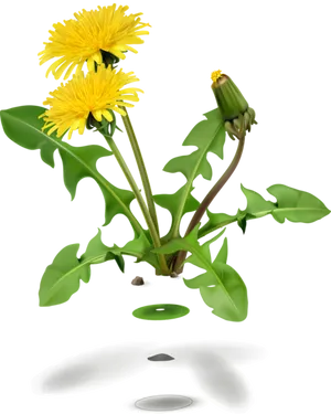 Dandelion Life Cycle Illustration PNG image