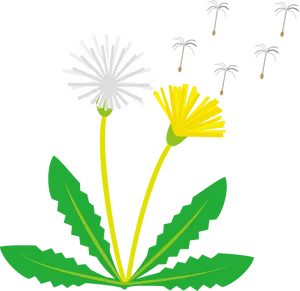 Dandelion_ Life_ Cycle_ Illustration PNG image