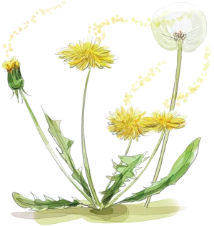 Dandelion Life Cycle Illustration PNG image