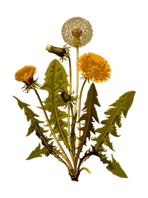 Dandelion Life Cycle Illustration