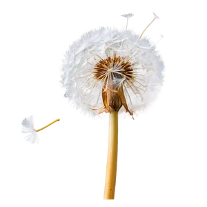 Dandelion Macro Photography PNG 05242024
