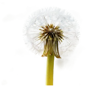 Dandelion Macro Photography PNG 05242024