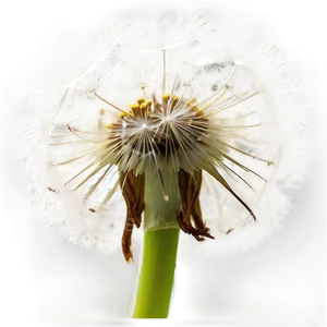 Dandelion Macro Photography PNG Jyl PNG