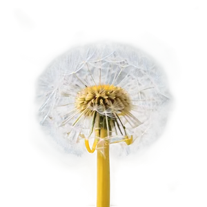 Dandelion Macro PNG 06292024 PNG