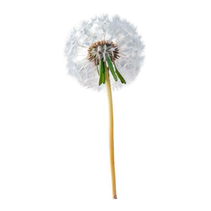 Dandelion On Blue Sky PNG Sem8