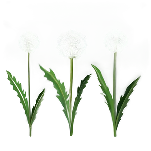 Dandelion On Green Background PNG 67 PNG