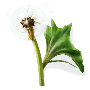 Dandelion On Green Background PNG 70 PNG
