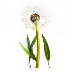 Dandelion On Green Background PNG Yyj43 PNG