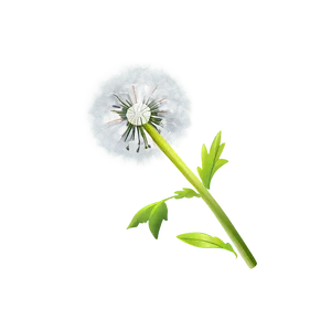 Dandelion Pattern PNG 34
