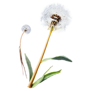 Dandelion Seed Blowing PNG 5