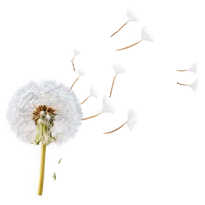 Dandelion Seed Blowing PNG 51