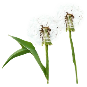 Dandelion Seed Blowing PNG Rdw