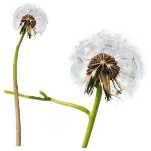 Dandelion Seed Drift PNG 67