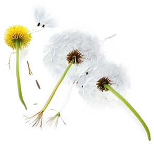 Dandelion Seed Flight PNG Alq37
