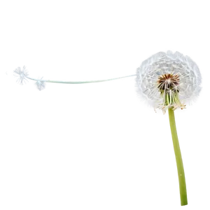 Dandelion Seed Flight PNG Owr PNG