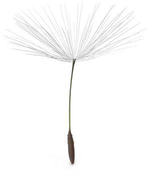 Dandelion_ Seed_ Head_ Artistic_ Rendering.png
