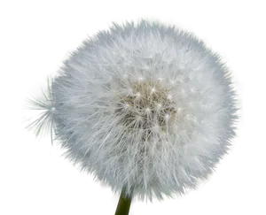 Dandelion Seed Head Fluff