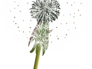 Dandelion Seed Head Graphic PNG image