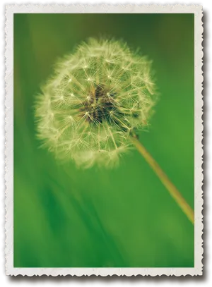 Dandelion Seed Head Nature Photo
